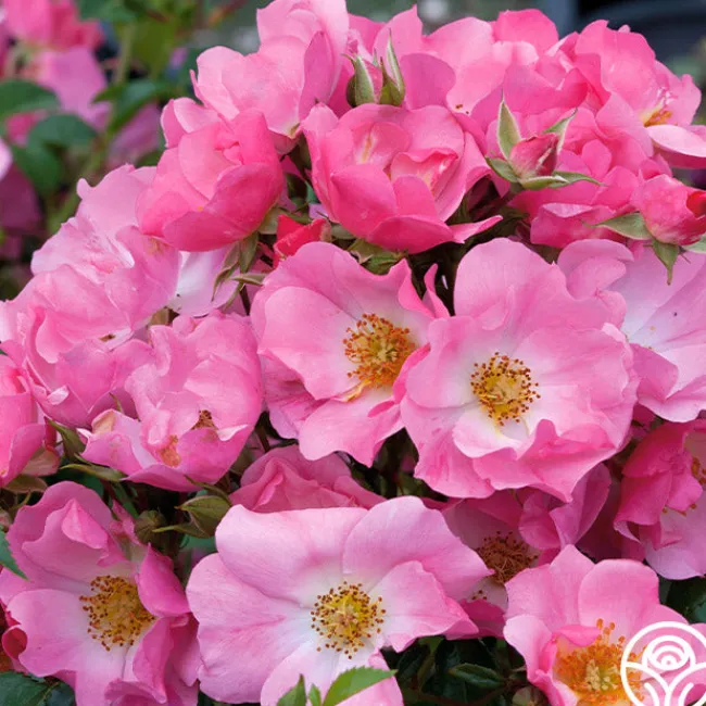 Forever & Ever® Pink>Heirloom Roses Online