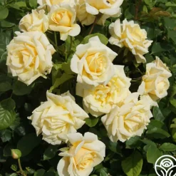 Forever Busy>Heirloom Roses Sale