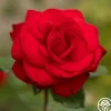 Forever Yours>Heirloom Roses New