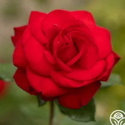 Forever Yours>Heirloom Roses New