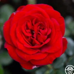 Forever Yours>Heirloom Roses New