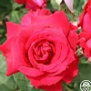 Forgotten Dreams>Heirloom Roses Hot