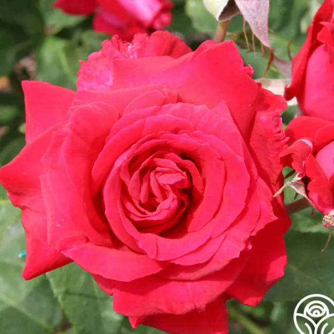 Forgotten Dreams>Heirloom Roses Hot