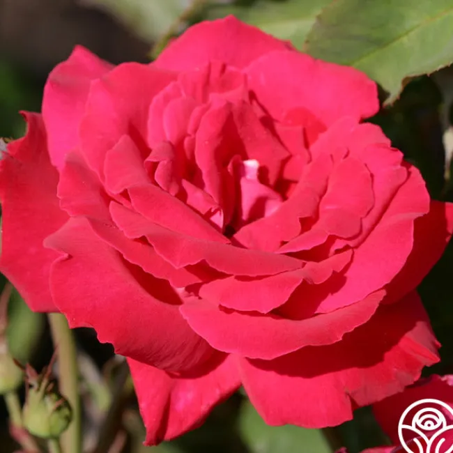 Forgotten Dreams>Heirloom Roses Hot