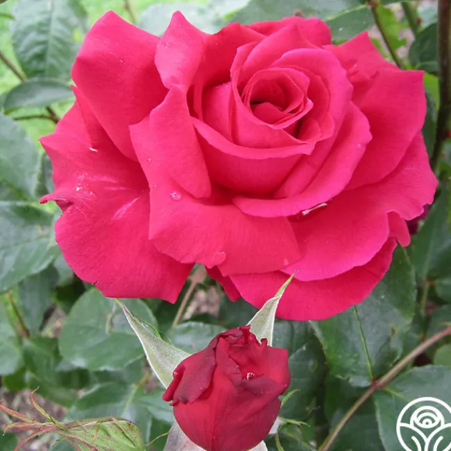 Forgotten Dreams>Heirloom Roses Hot