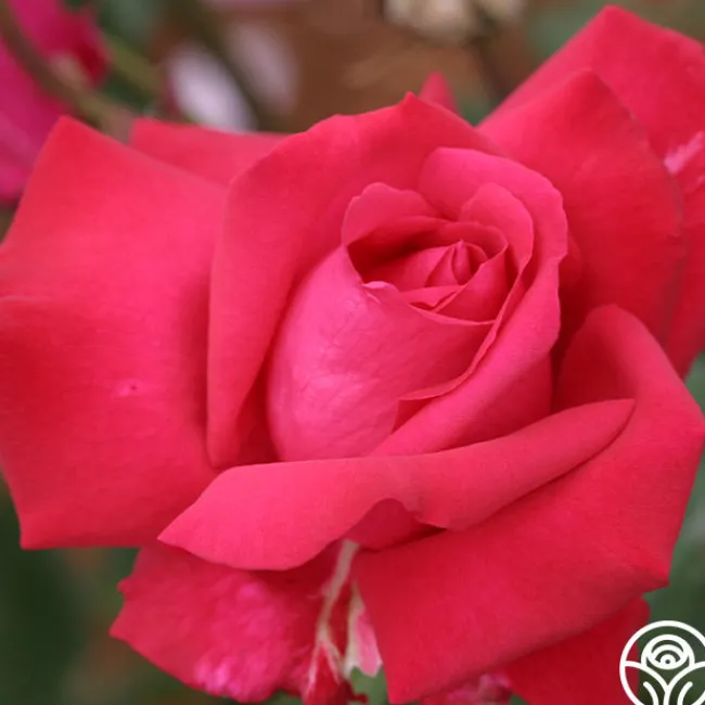 Forgotten Dreams>Heirloom Roses Hot