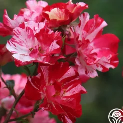 Fourth Of July™>Heirloom Roses Clearance