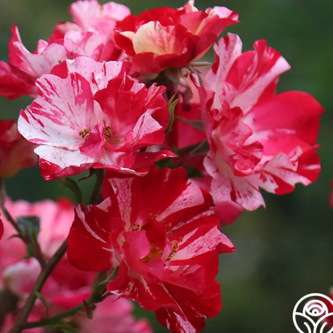 Fourth Of July™>Heirloom Roses Clearance