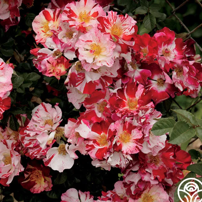 Fourth Of July™>Heirloom Roses Clearance