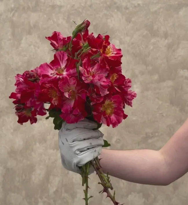 Fourth Of July™>Heirloom Roses Clearance