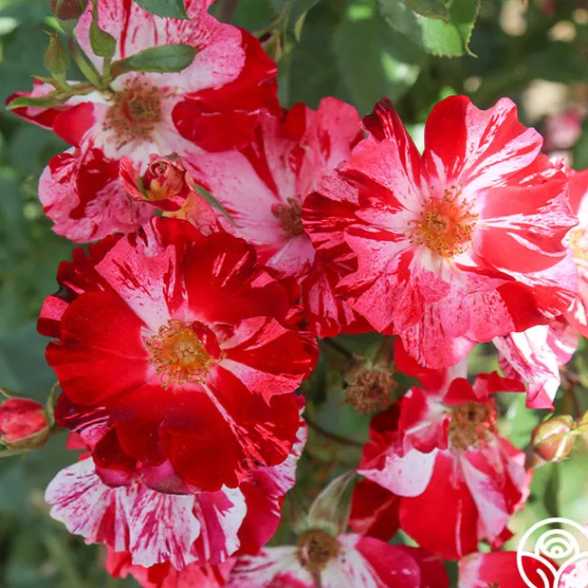 Fourth Of July™>Heirloom Roses Clearance