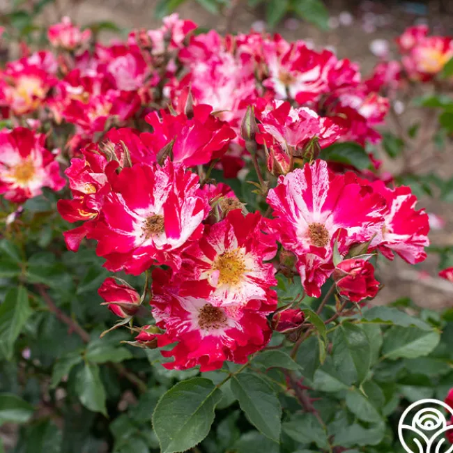 Fourth Of July™>Heirloom Roses Clearance