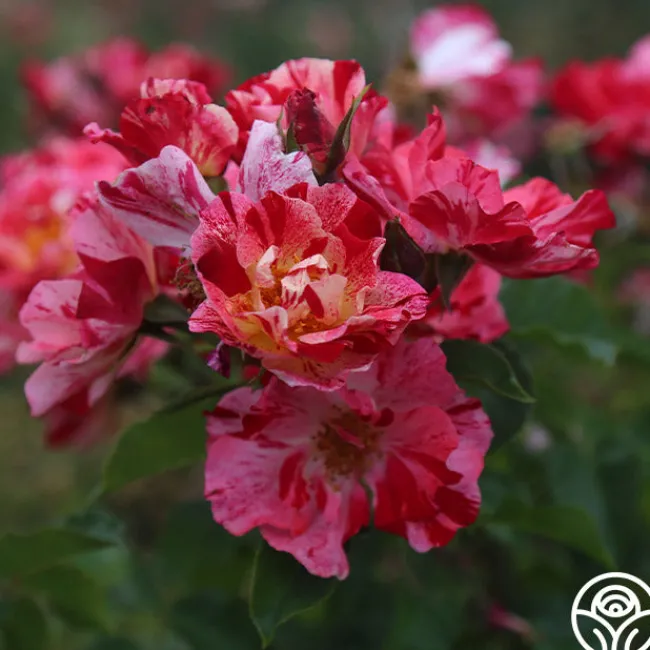 Fourth Of July™>Heirloom Roses Clearance