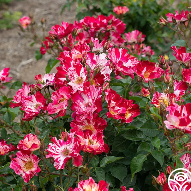 Fourth Of July™>Heirloom Roses Clearance