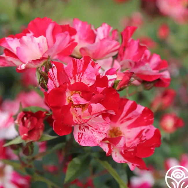 Fourth Of July™>Heirloom Roses Clearance