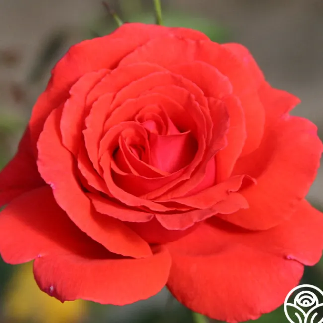Fragrant Cloud>Heirloom Roses Discount