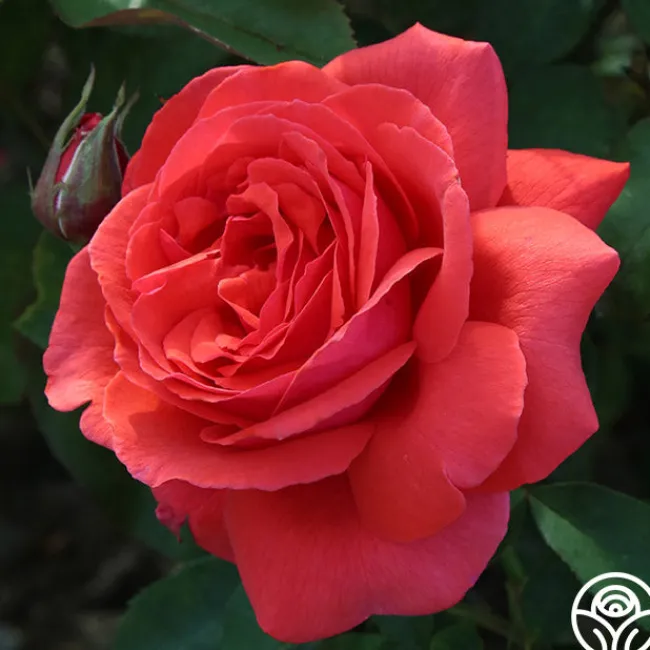 Fragrant Cloud>Heirloom Roses Discount