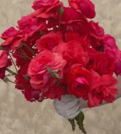 Fragrant Cloud><noscript><img width=