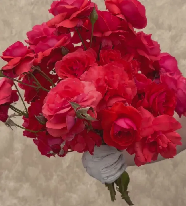 Fragrant Cloud>Heirloom Roses Discount