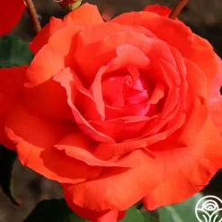 Fragrant Cloud><noscript><img width=