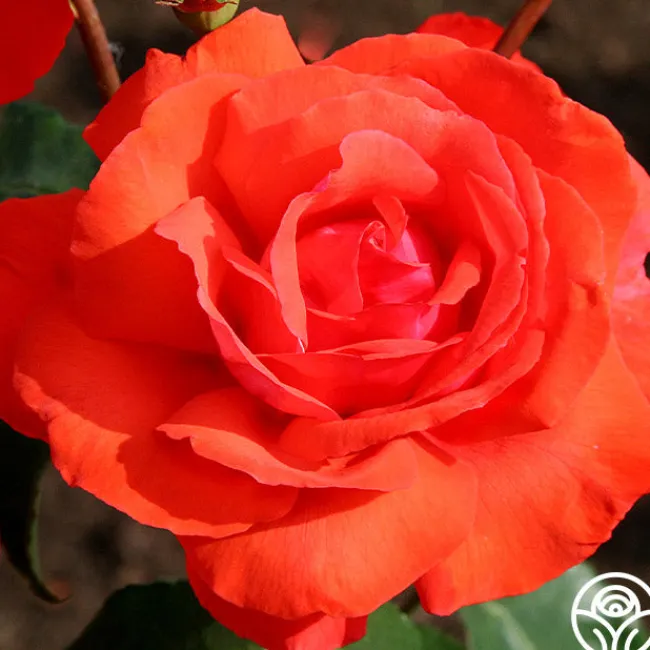 Fragrant Cloud>Heirloom Roses Discount