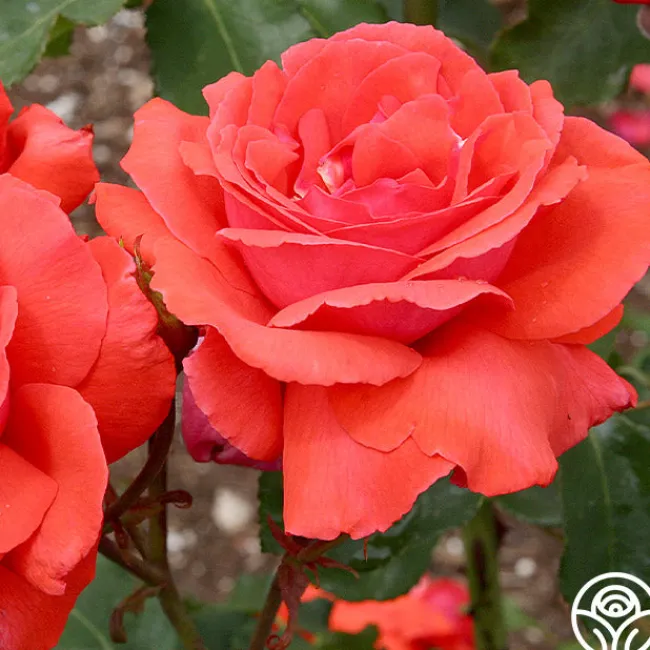 Fragrant Cloud>Heirloom Roses Discount