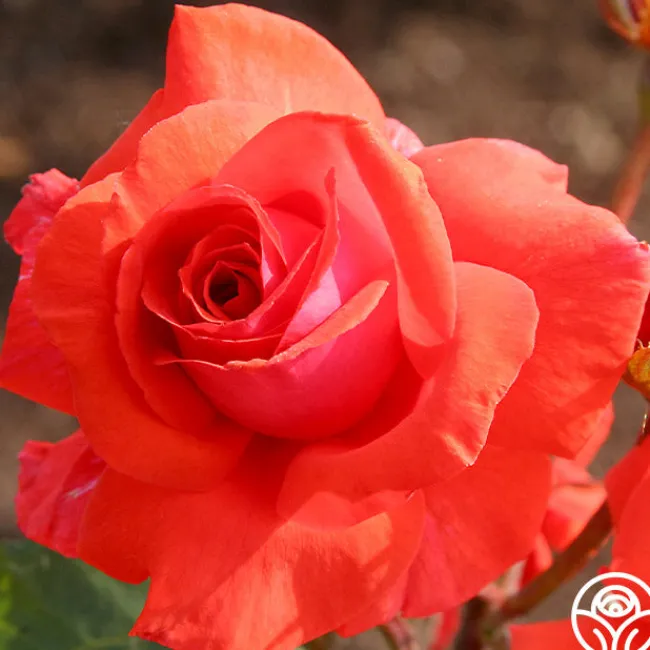 Fragrant Cloud>Heirloom Roses Discount