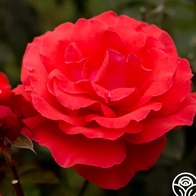 Fragrant Cloud>Heirloom Roses Discount