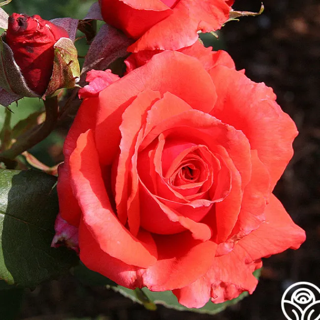 Fragrant Cloud>Heirloom Roses Discount