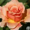 Fragrant Dream>Heirloom Roses Best