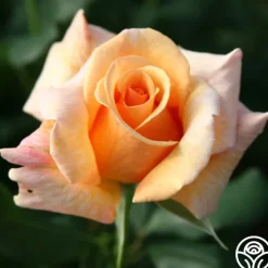 Fragrant Dream>Heirloom Roses Best
