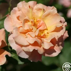 Fragrant Dream><noscript><img width=