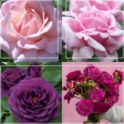 Fragrant Favorites Collection II>Heirloom Roses Online