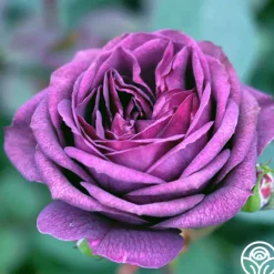 Fragrant Favorites Collection II>Heirloom Roses Online