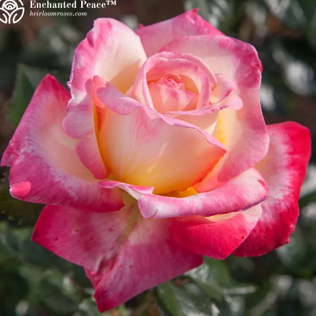 Fragrant Favorites Collection>Heirloom Roses New