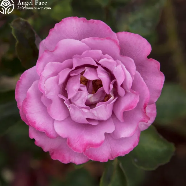 Fragrant Favorites Collection>Heirloom Roses New