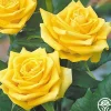 Fragrant Gold>Heirloom Roses Sale