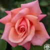 Fragrant Hour>Heirloom Roses Online