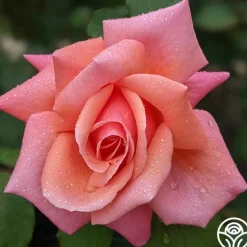 Fragrant Hour>Heirloom Roses Online