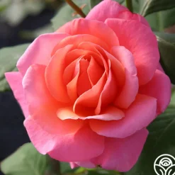 Fragrant Hour>Heirloom Roses Online