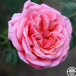 Fragrant Hour><noscript><img width=