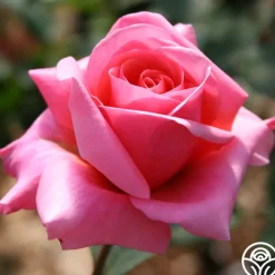 Fragrant Hour><noscript><img width=