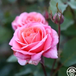 Fragrant Hour><noscript><img width=