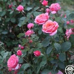 Fragrant Hour><noscript><img width=