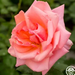 Fragrant Hour><noscript><img width=