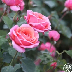 Fragrant Hour><noscript><img width=