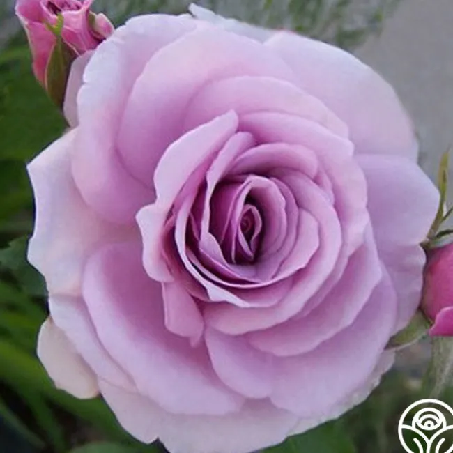 Fragrant Lavender Simplicity®>Heirloom Roses