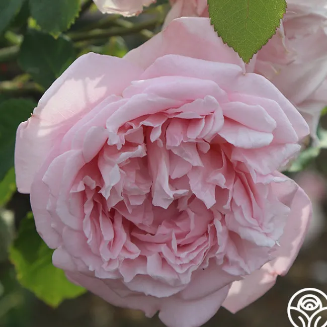Fragrant Masterpiece™>Heirloom Roses Online