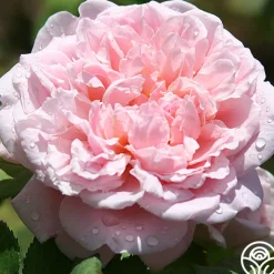Fragrant Masterpiece™><noscript><img width=