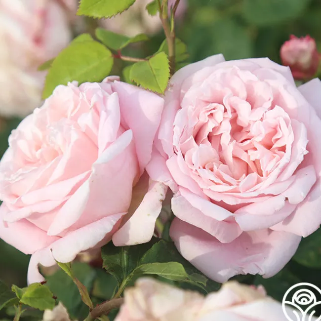 Fragrant Masterpiece™>Heirloom Roses Online